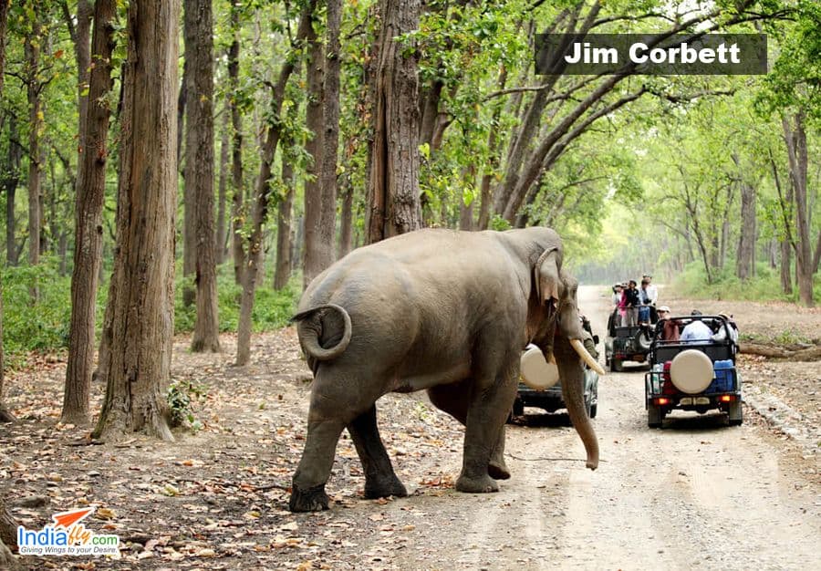 Jim Corbett National Park